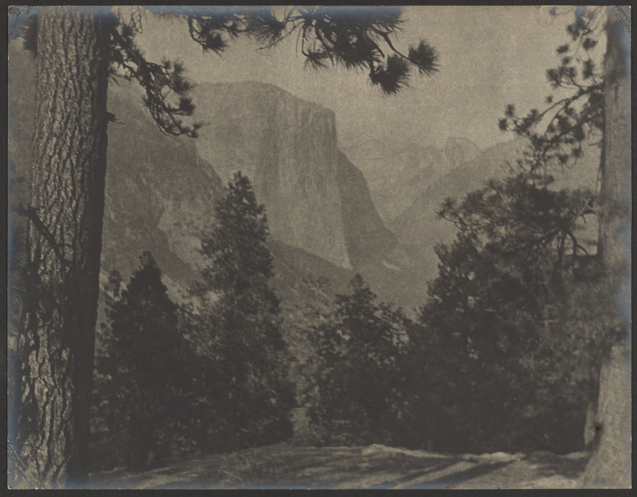 Yosemite mäntyjen lomasta tekijältä Louis Fleckenstein
