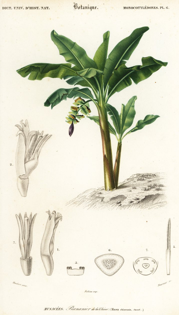 Banaani, Musa acuminata., 1849 (kaiverrus) tekijältä Louis Joseph Edouard Maubert