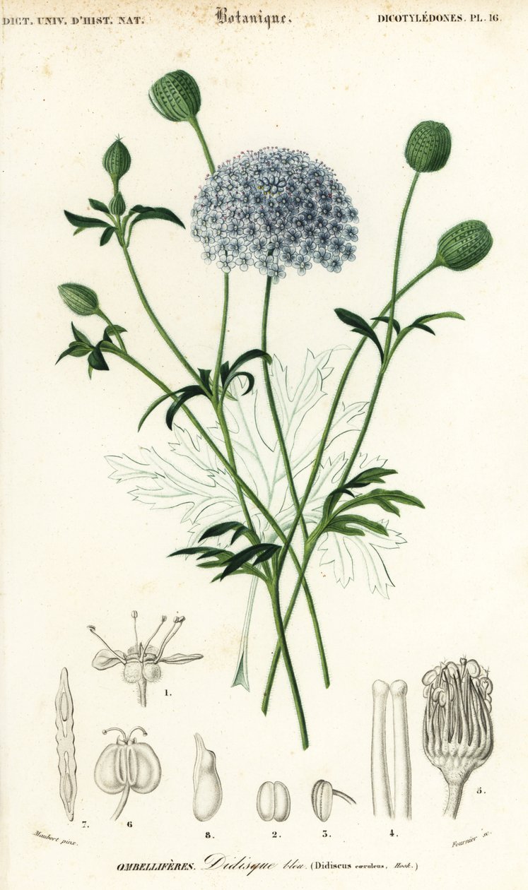 Sininen pitsikukka, Trachymene coerulea. ,1849 (kaiverrus) tekijältä Louis Joseph Edouard Maubert