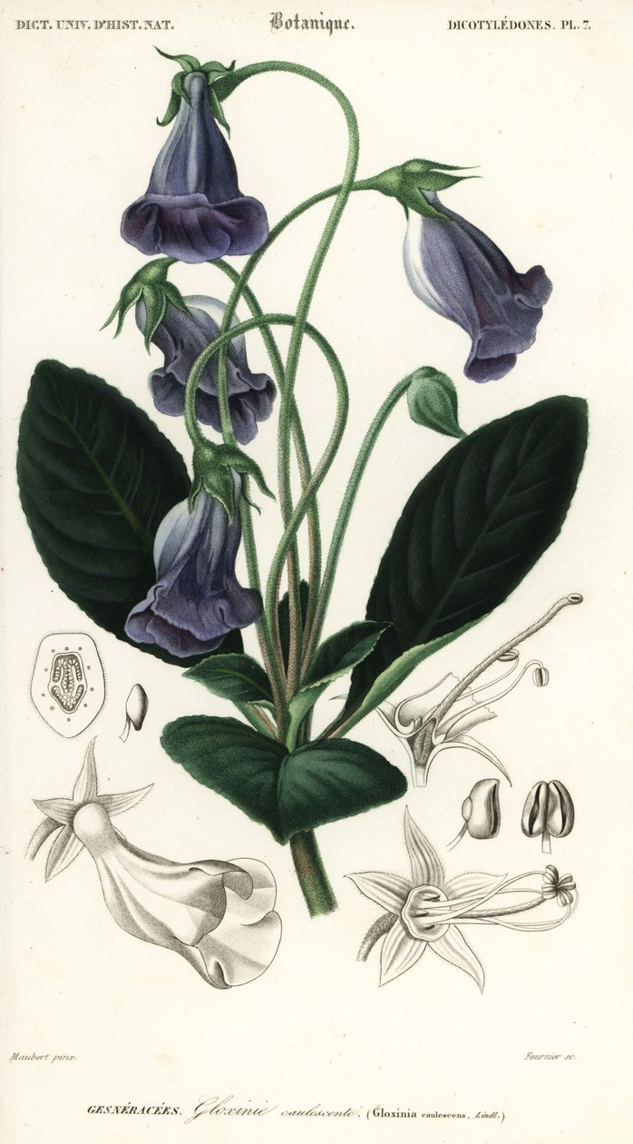 Brasilian gloxinia, Sinningia speciosa., 1849 (kaiverrus) tekijältä Louis Joseph Edouard Maubert