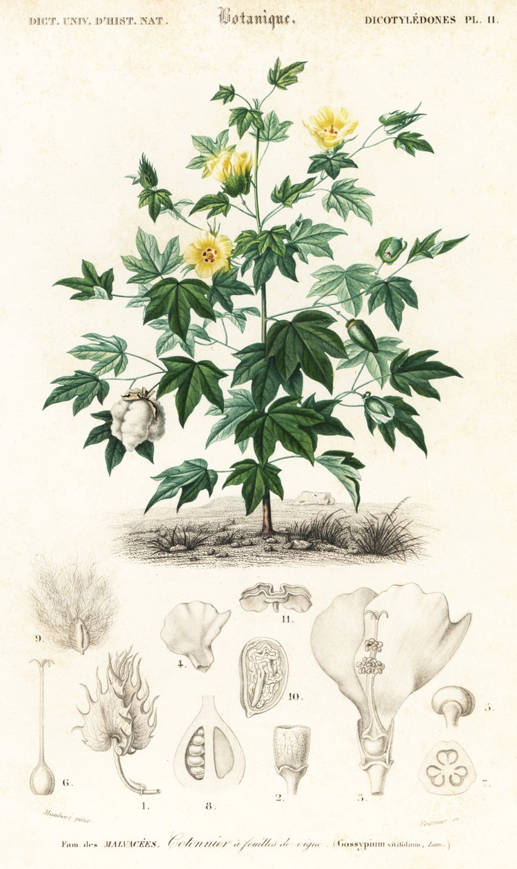 Puuvillakasvi, Gossypium barbadense., 1849 (kaiverrus) tekijältä Louis Joseph Edouard Maubert