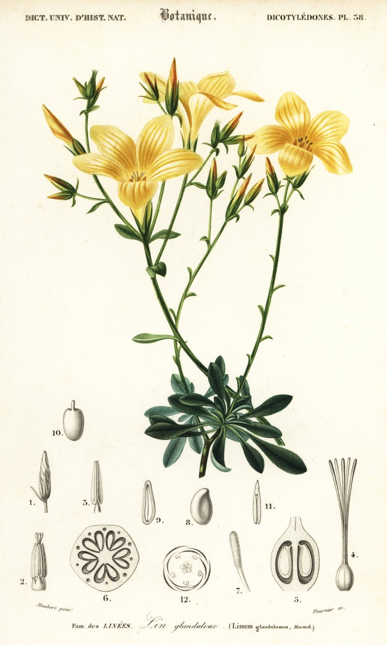 Pellava, Linum campanulatum., 1849 (kaiverrus) tekijältä Louis Joseph Edouard Maubert