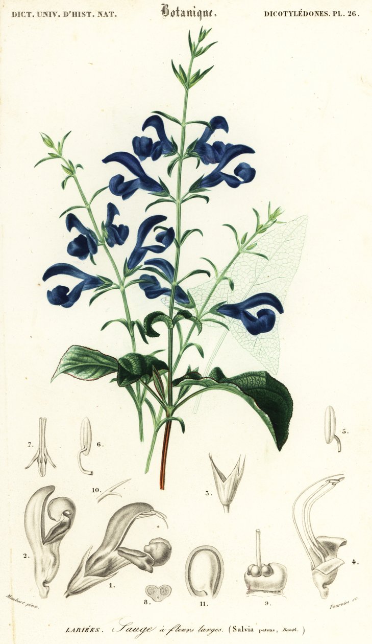Gentiaanisalvia tai levityssalvia, Salvia patens., 1849 (kaiverrus) tekijältä Louis Joseph Edouard Maubert