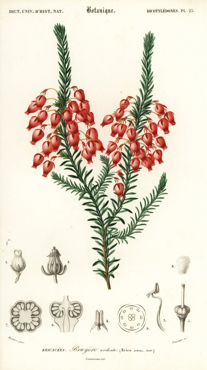 Hehkuva nummi, Erica ardens. ,1849 (kaiverrus) tekijältä Louis Joseph Edouard Maubert