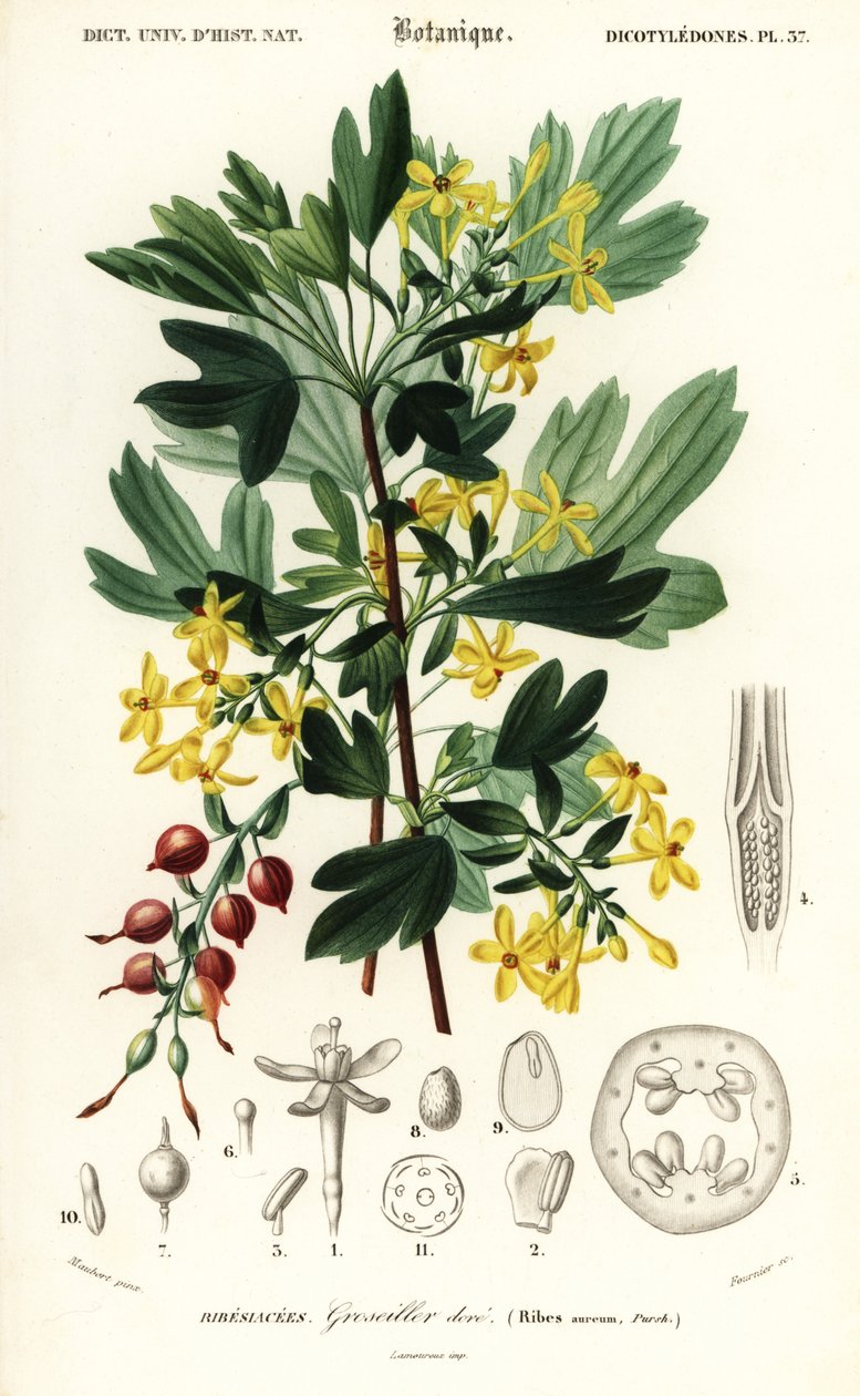 Kultaherukka, kultaherukka. , 1849 (kaiverrus) tekijältä Louis Joseph Edouard Maubert