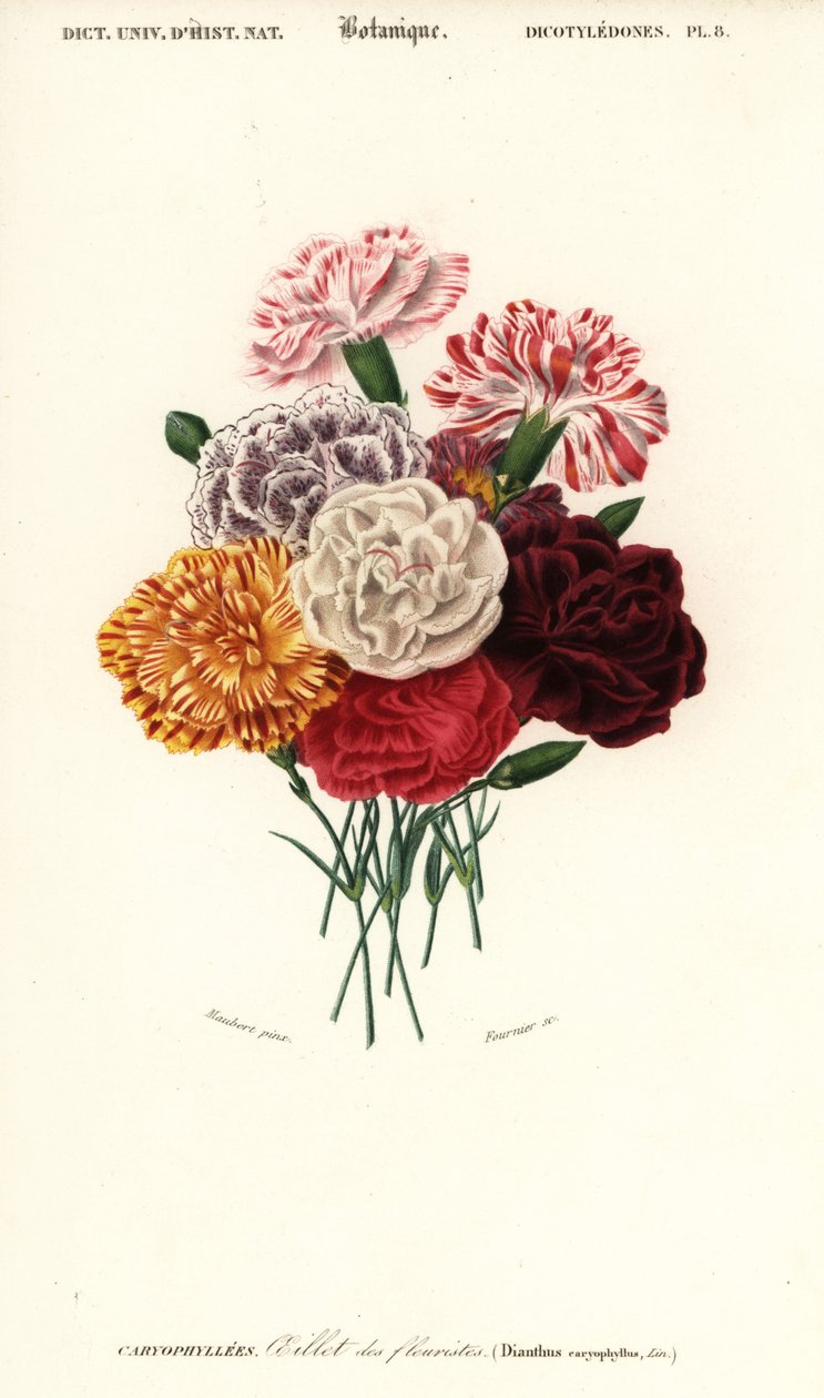 Neilikkaryhmä, Dianthus caryophyllus. ,1849 (kaiverrus) tekijältä Louis Joseph Edouard Maubert