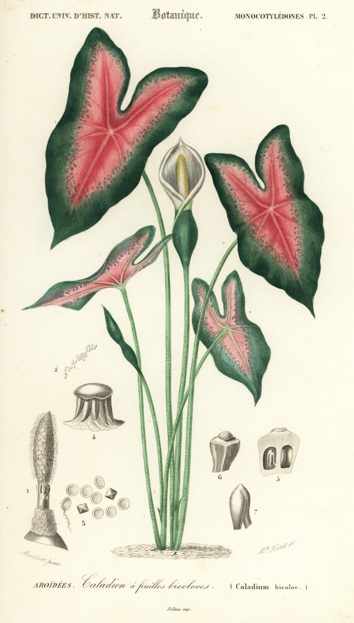Jeesuksen sydän, Caladium bicolor. ,1849 (kaiverrus) tekijältä Louis Joseph Edouard Maubert