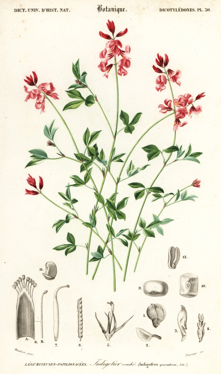 Indigokasvi, Indigofera makuuasennossa. , 1849 (kaiverrus) tekijältä Louis Joseph Edouard Maubert