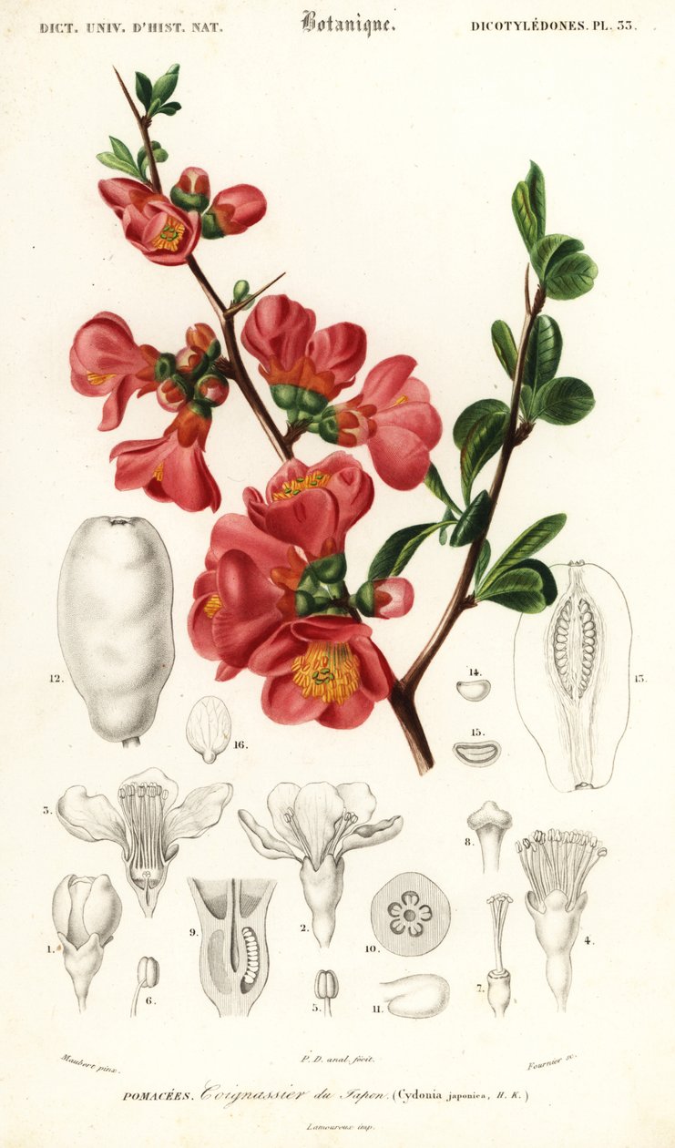 Japanilainen kvitteni, Chaenomeles japonica., 1849 (kaiverrus) tekijältä Louis Joseph Edouard Maubert