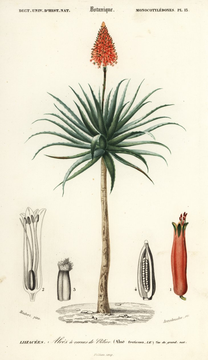 Krantz aloe, Aloe arborescens., 1849 (kaiverrus) tekijältä Louis Joseph Edouard Maubert