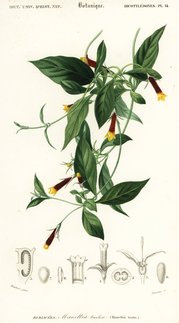 Manettia luteorubra. ,1849 (kaiverrus) tekijältä Louis Joseph Edouard Maubert