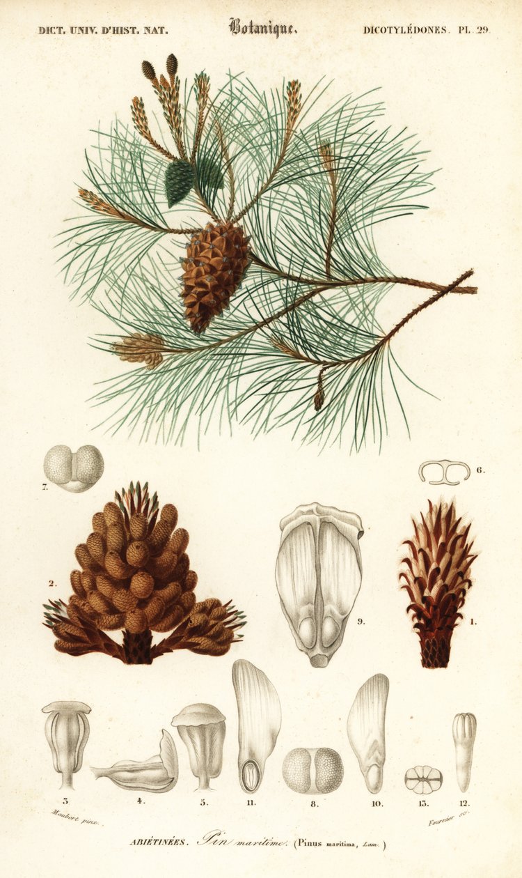 Merimänty tai rypälemänty, Pinus pinaster., 1849 (kaiverrus) tekijältä Louis Joseph Edouard Maubert