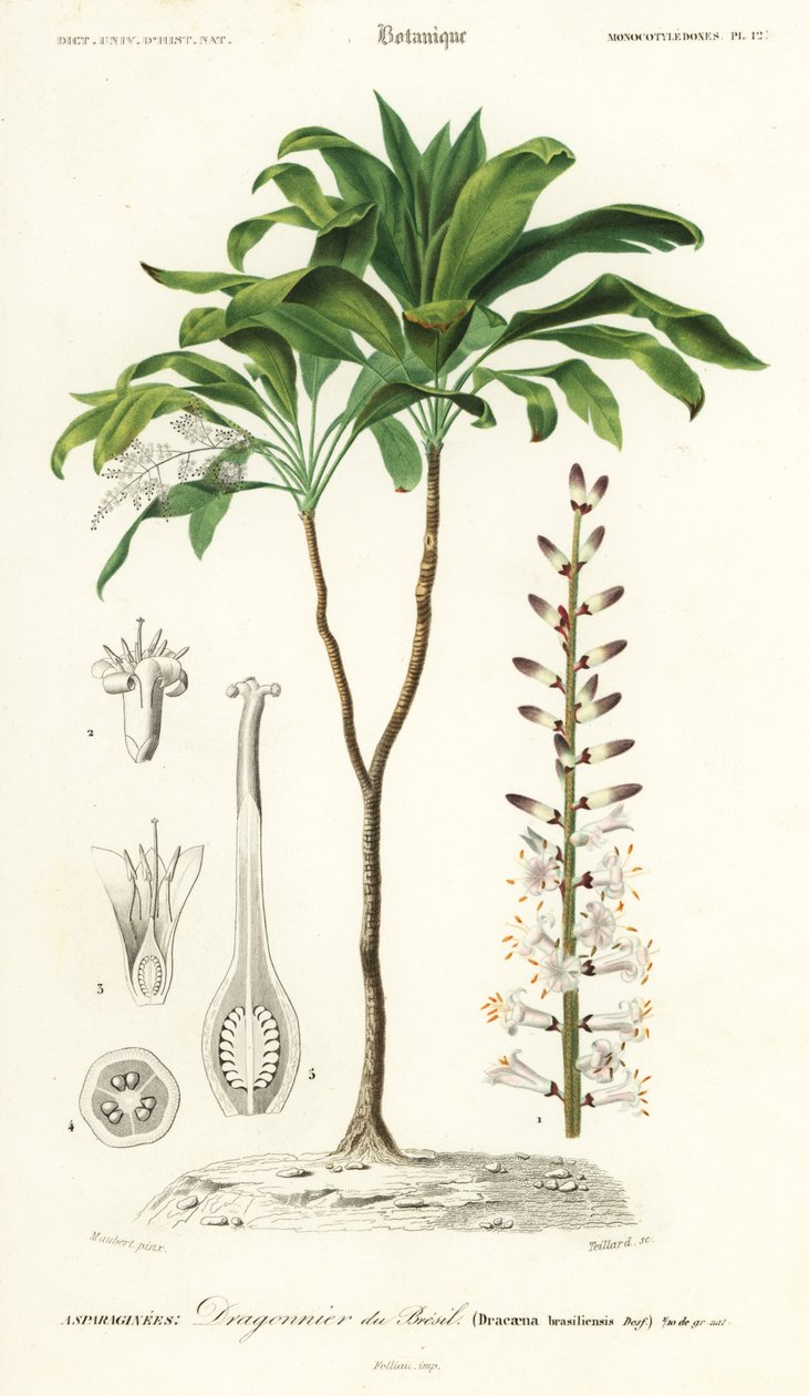 Palmu lilja, Cordyline fruticosa., 1849 (kaiverrus) tekijältä Louis Joseph Edouard Maubert