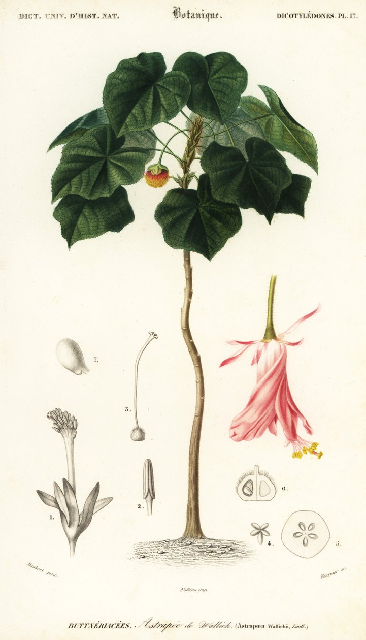 Pinkball, Dombeya wallichii. ,1849 (kaiverrus) tekijältä Louis Joseph Edouard Maubert