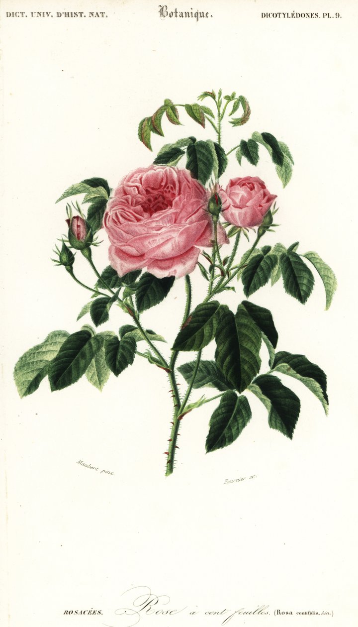 Provence ruusu, Rosa x centifolia., 1849 (kaiverrus) tekijältä Louis Joseph Edouard Maubert