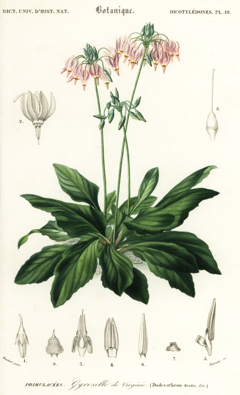 aEstrella fugaç o estrella fugaç oriental, Dodecatheon meadia. ,1849 (gravat)finès tekijältä Louis Joseph Edouard Maubert