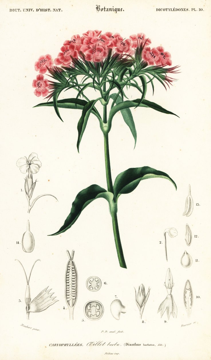 Sweet William, Dianthus barbatus., 1849 (kaiverrus) tekijältä Louis Joseph Edouard Maubert