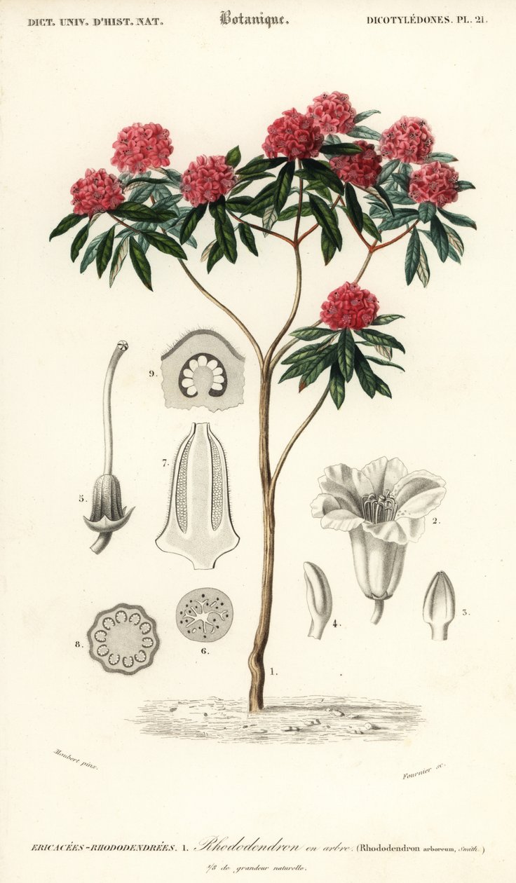 Puu rododendroni, Rhododendron arboreum. ,1849 (kaiverrus) tekijältä Louis Joseph Edouard Maubert