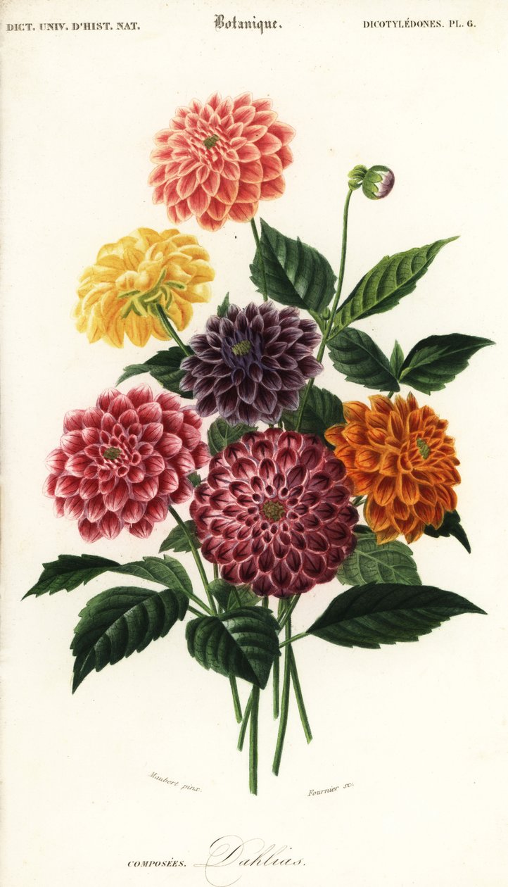 Puutarhadaalialajikkeet, Dahlia pinnata, 1849 (kaiverrus) tekijältä Louis Joseph Edouard Maubert