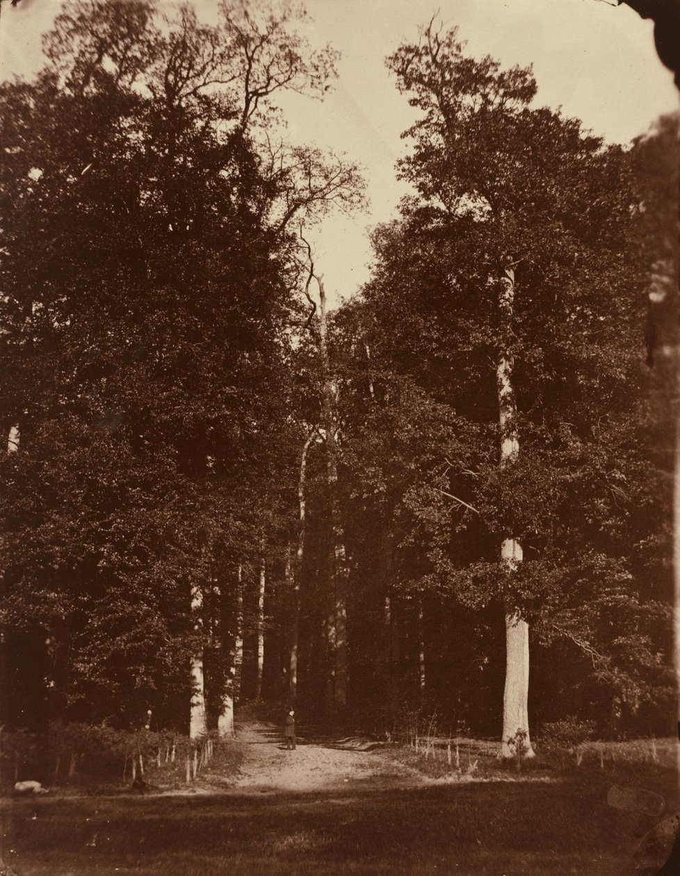 Saint-Cloudin metsä,1859-1860 (kuva) tekijältä Louis Rémy Robert