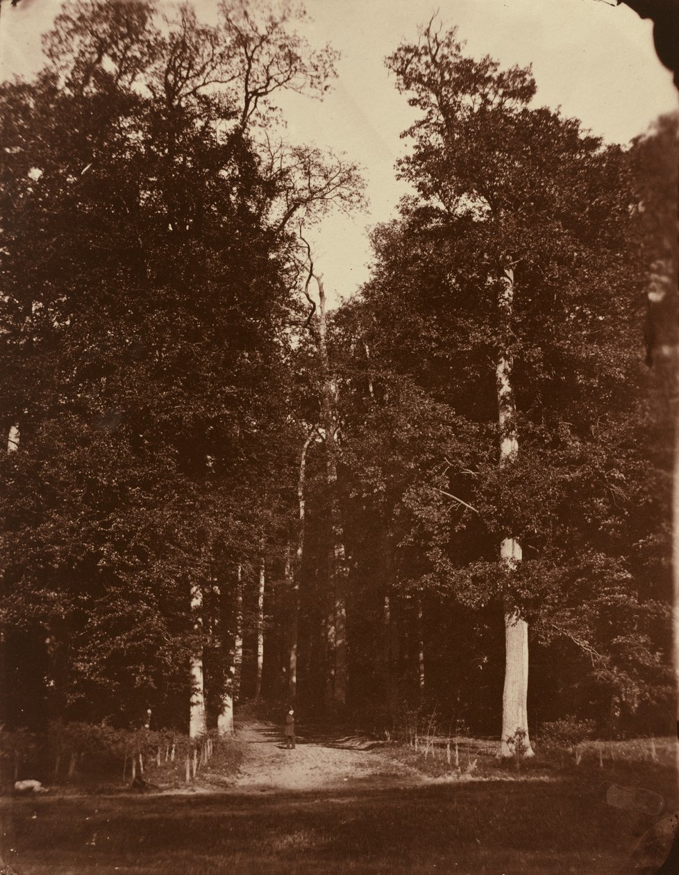 Metsä Saint-Cloudissa tekijältä Louis Rémy Robert