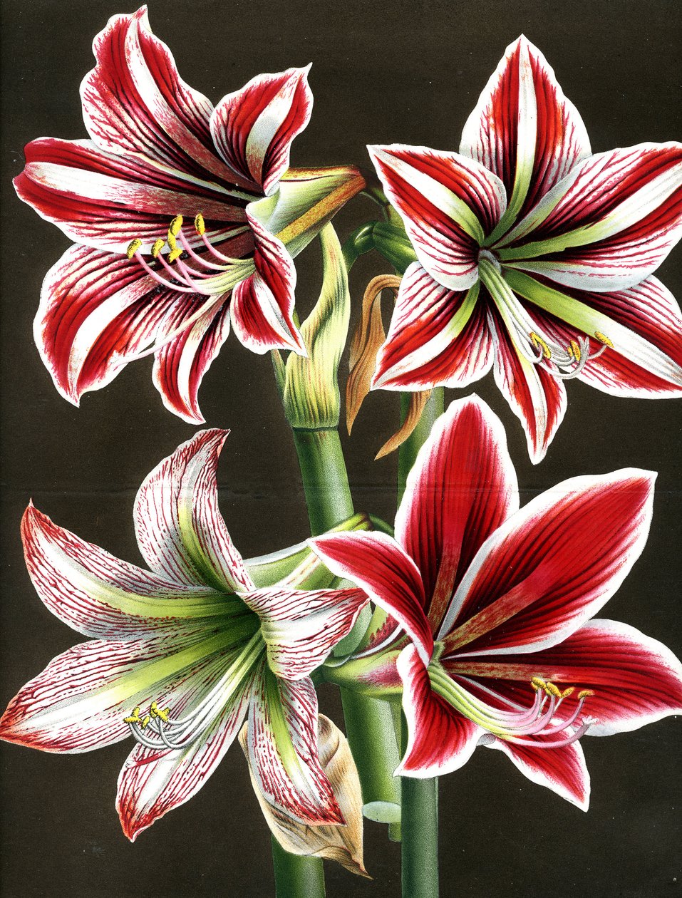 AMARYLLIS HIPPEASTRA (kaiverrus) tekijältä Louis Van Houtte