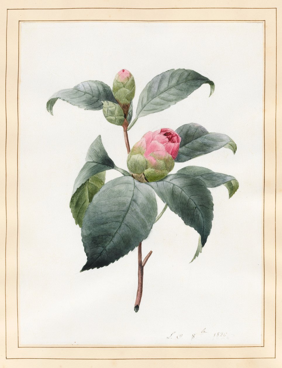 Camellia, 1826 (wc vellum) tekijältä Louise DOrleans