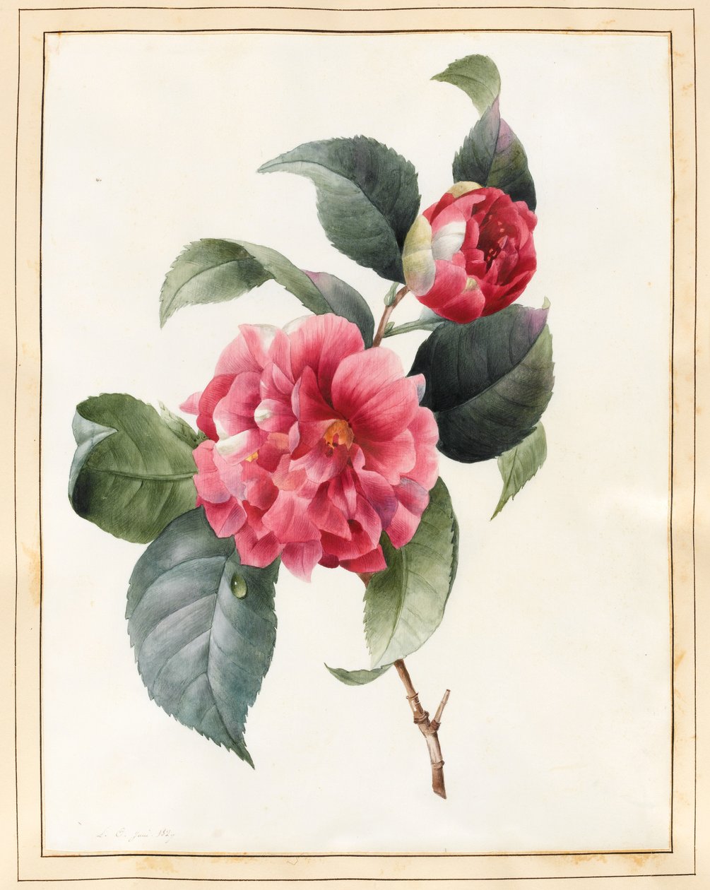 Camellia, 1827 (wc jossa hieman vartaloväriä velumissa) tekijältä Louise DOrleans
