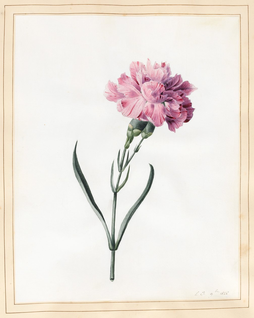 Neilikka, 1826 (wc vellum) tekijältä Louise DOrleans