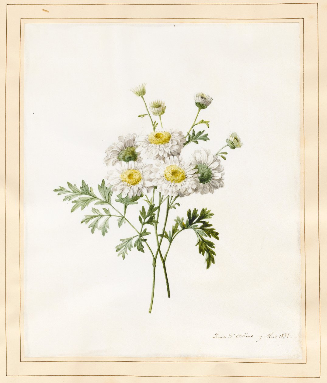 Chrysanthemum Parthenium (Pojan napit), 1831 (wc, jossa joku väri vellum) tekijältä Louise DOrleans