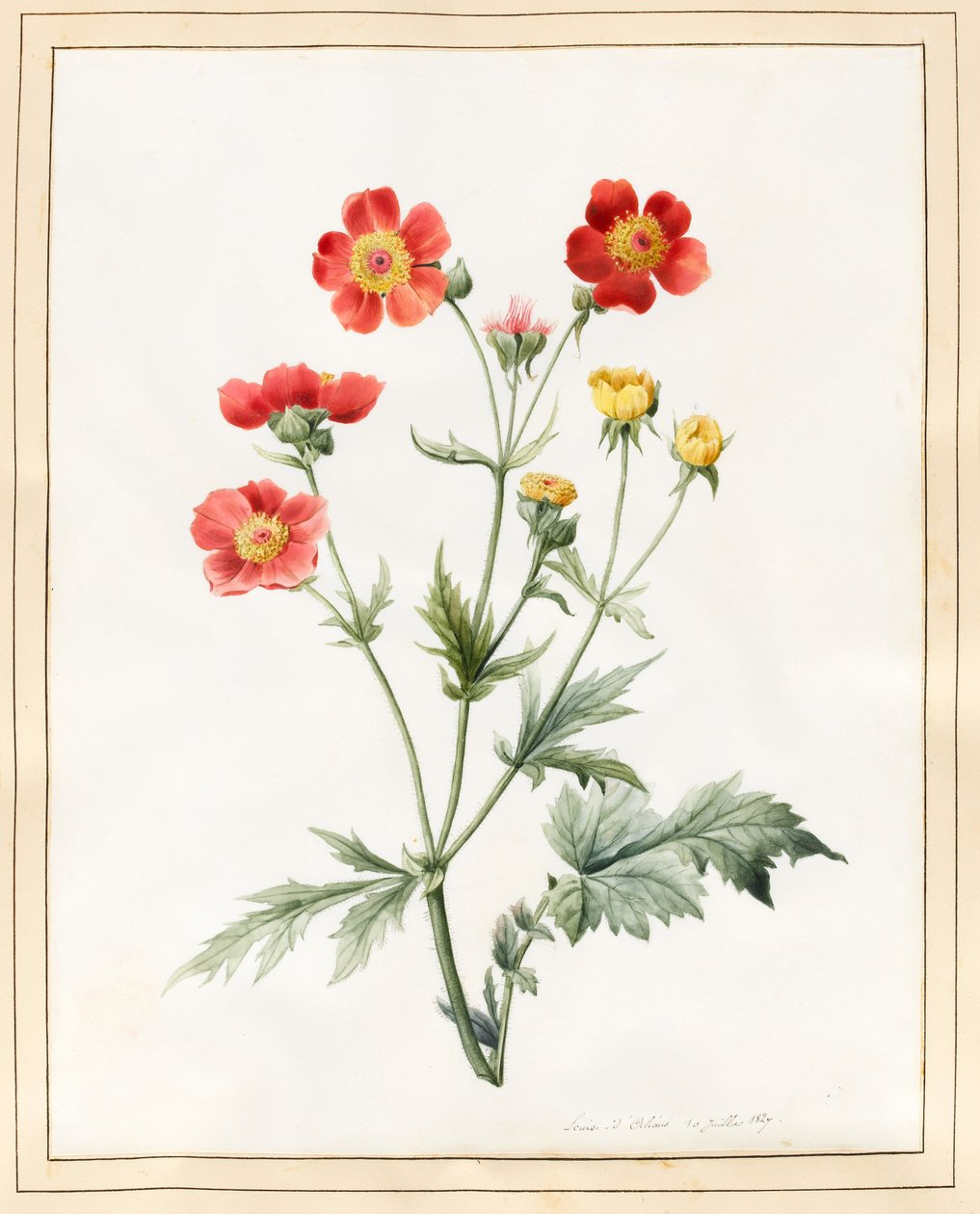 Komposiitti, 1827 (wc jossa hieman vartaloväriä velumissa) tekijältä Louise DOrleans