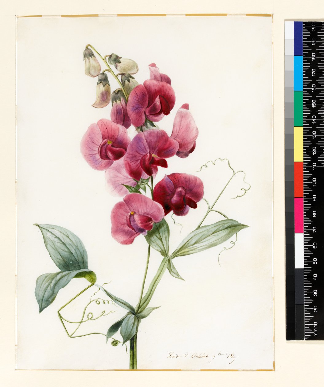 Lathyrus latifolius (ikuinen herne) tekijältä Louise DOrleans