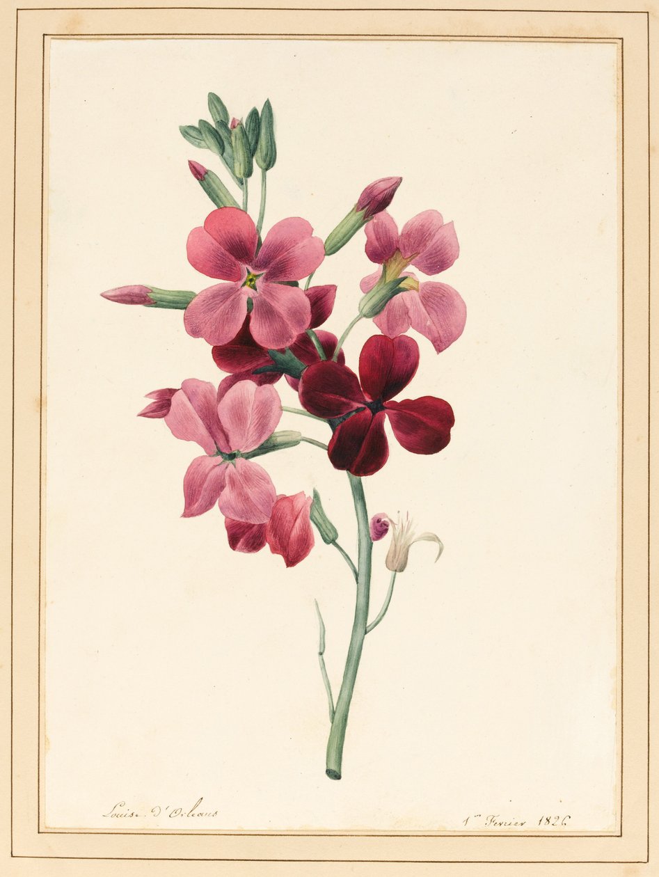Matthiola, Stock, 1826 (wc hieman vartaloväriä paperilla) tekijältä Louise DOrleans