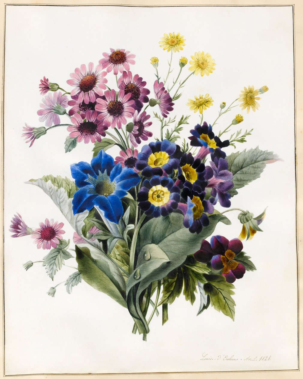 Mixed Flowers, Aster sp., Auricula, Ragwort, Viola, Campanula, Gentiana Acaulis, 1828 (wc jossa hieman vartaloväriä perunakalvolla) tekijältä Louise DOrleans