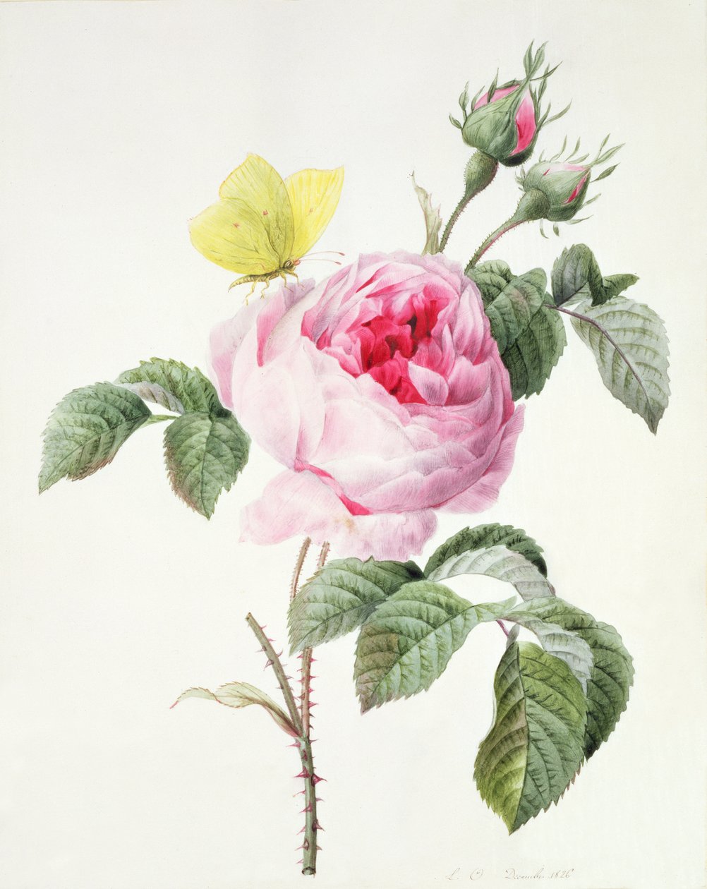 PD.107-1973.f11 Vaaleanpunainen ruusu, jossa nuppuja ja brimstone-perhonen, 1826 tekijältä Louise DOrleans