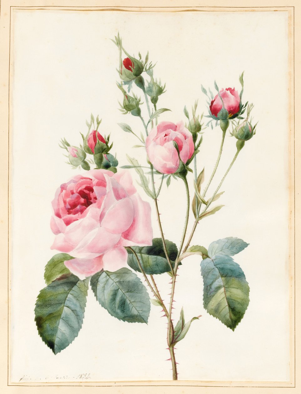 Vaaleanpunainen ruusu ja silmut, 1832 (wc jossa hieman vartaloväriä perunakalvolla) tekijältä Louise DOrleans