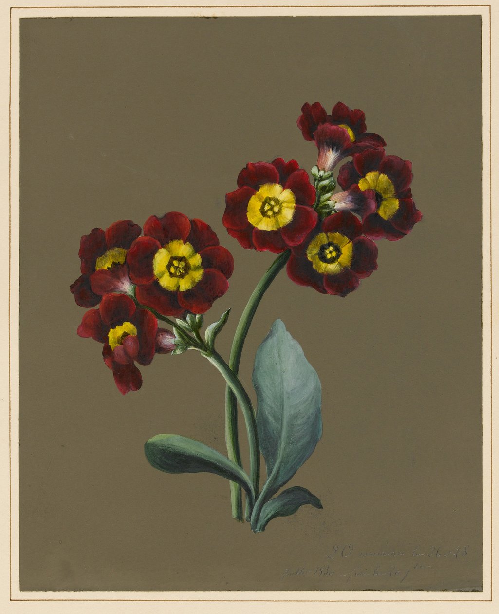 Punainen Primula Auricula, 1830 (wc ja vartaloväri paperilla esikäsitellyllä pohjalla) tekijältä Louise DOrleans
