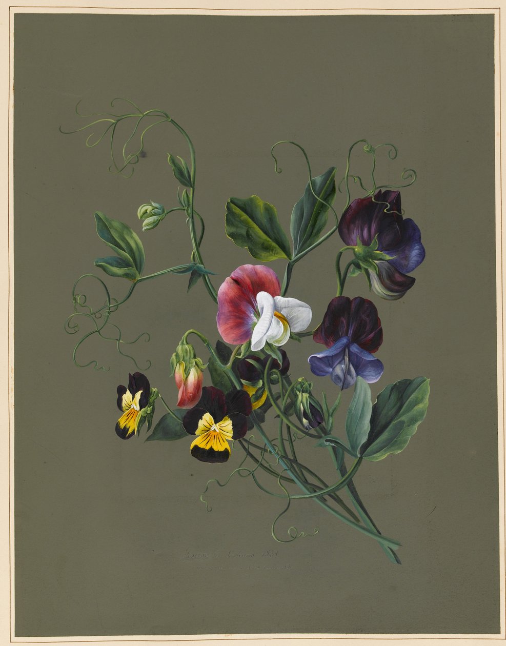 Herneet (Quitro) ja orvokit, 1830 (wc ja vartaloväri paperille, jossa on valmispohja) tekijältä Louise DOrleans