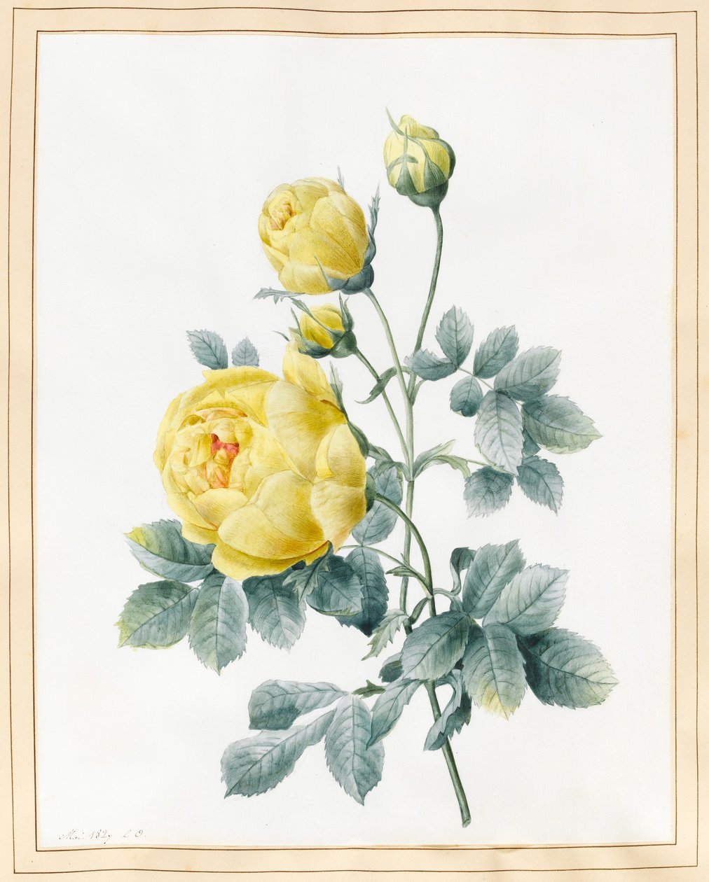 Keltaiset ruusut, 1827 (wc vellum) tekijältä Louise DOrleans