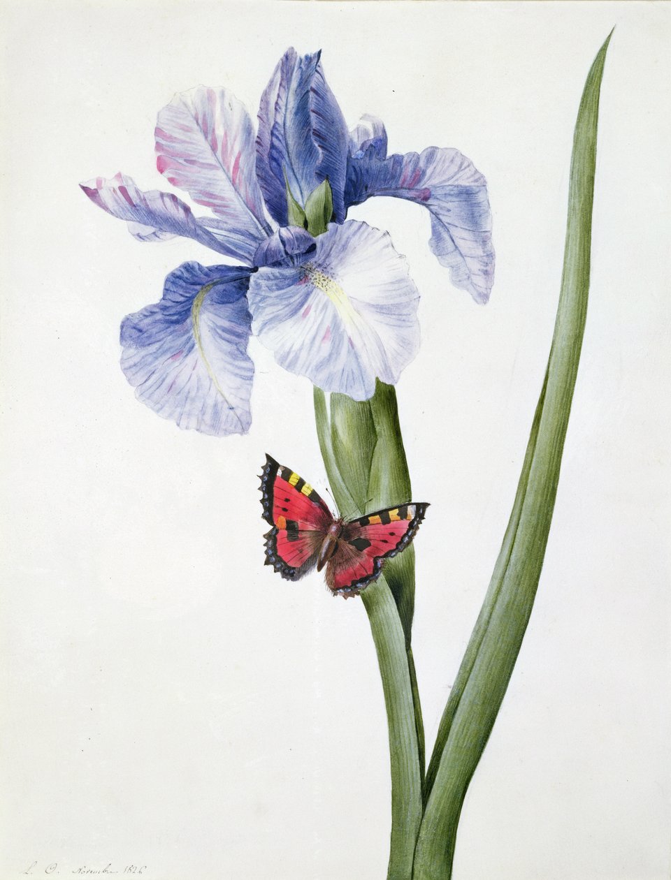 f.10 Sininen iiris ja perhonen (Spuria), 1826 tekijältä Louise DOrleans