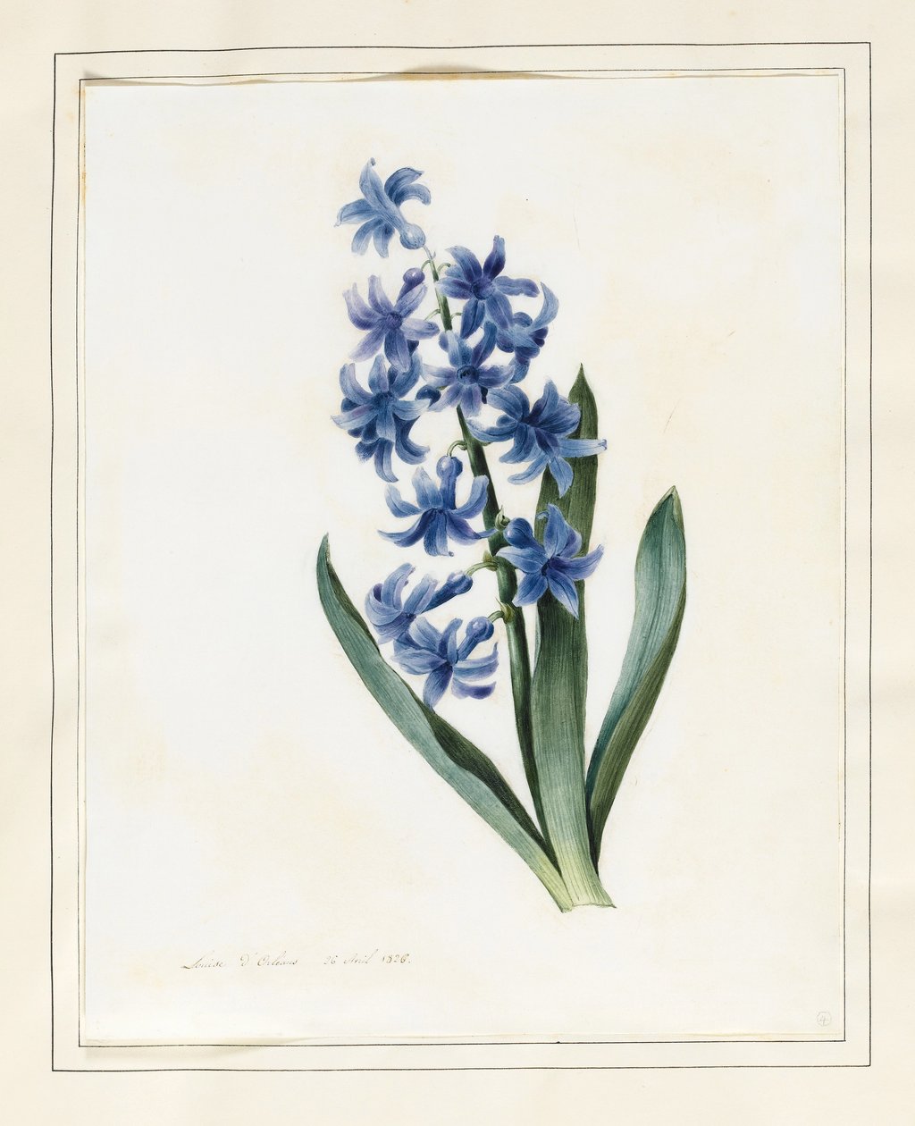 Hyasintti, 1826 (wc, jossa hieman vartaloväriä perunakankaalla) tekijältä Louise DOrleans