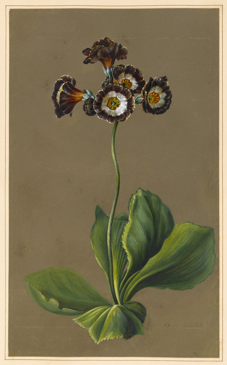Hybridi Auricula, 1830 (vartalon väri paperille esikäsitellyllä pohjalla) tekijältä Louise DOrleans