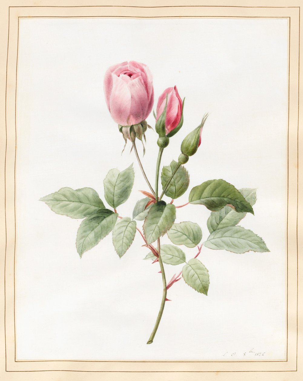 Vaaleanpunainen ruusu ja silmut, 1826 (wc jossa hieman vartaloväriä perunakalvolla) tekijältä Louise DOrleans