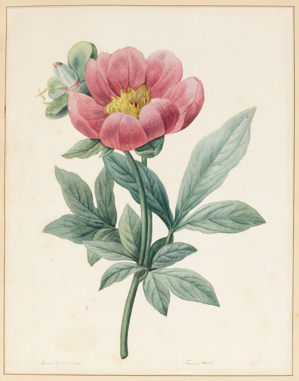 Paeonia Mascula, ruohokasvi, 1826 tekijältä Louise DOrleans