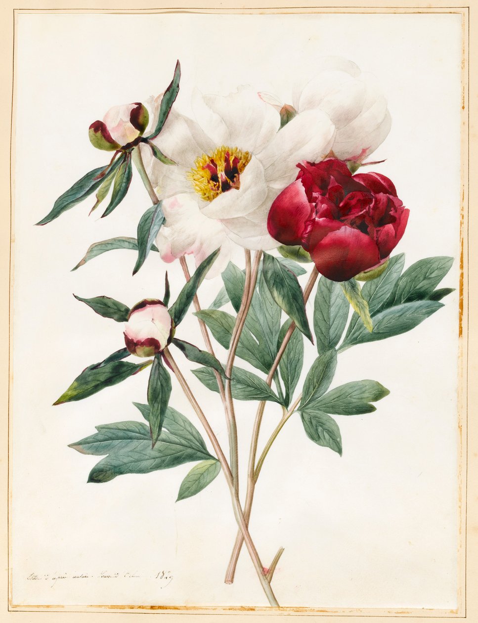 Punaiset ja valkoiset ruohomaiset paeonies, 1829 (wc jossa hieman vartaloväriä velumissa) tekijältä Louise DOrleans