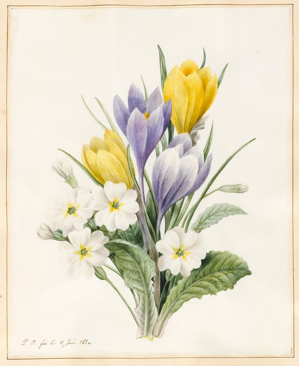 Valkoiset primroosit ja varhaiset hybridikrokukset, 1830 (wc, jossa on jonkin verran kehysväriä vellumilla). tekijältä Louise DOrleans
