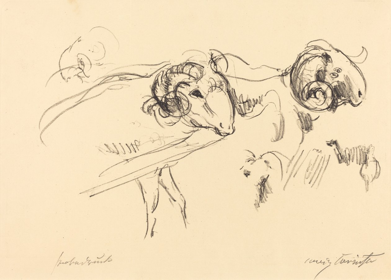 Schafböcke (oinaat) tekijältä Lovis Corinth