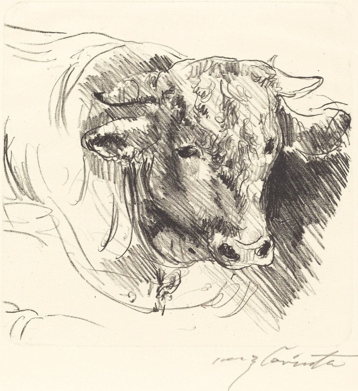 Stierkopf (ohjaajan päällikkö) tekijältä Lovis Corinth