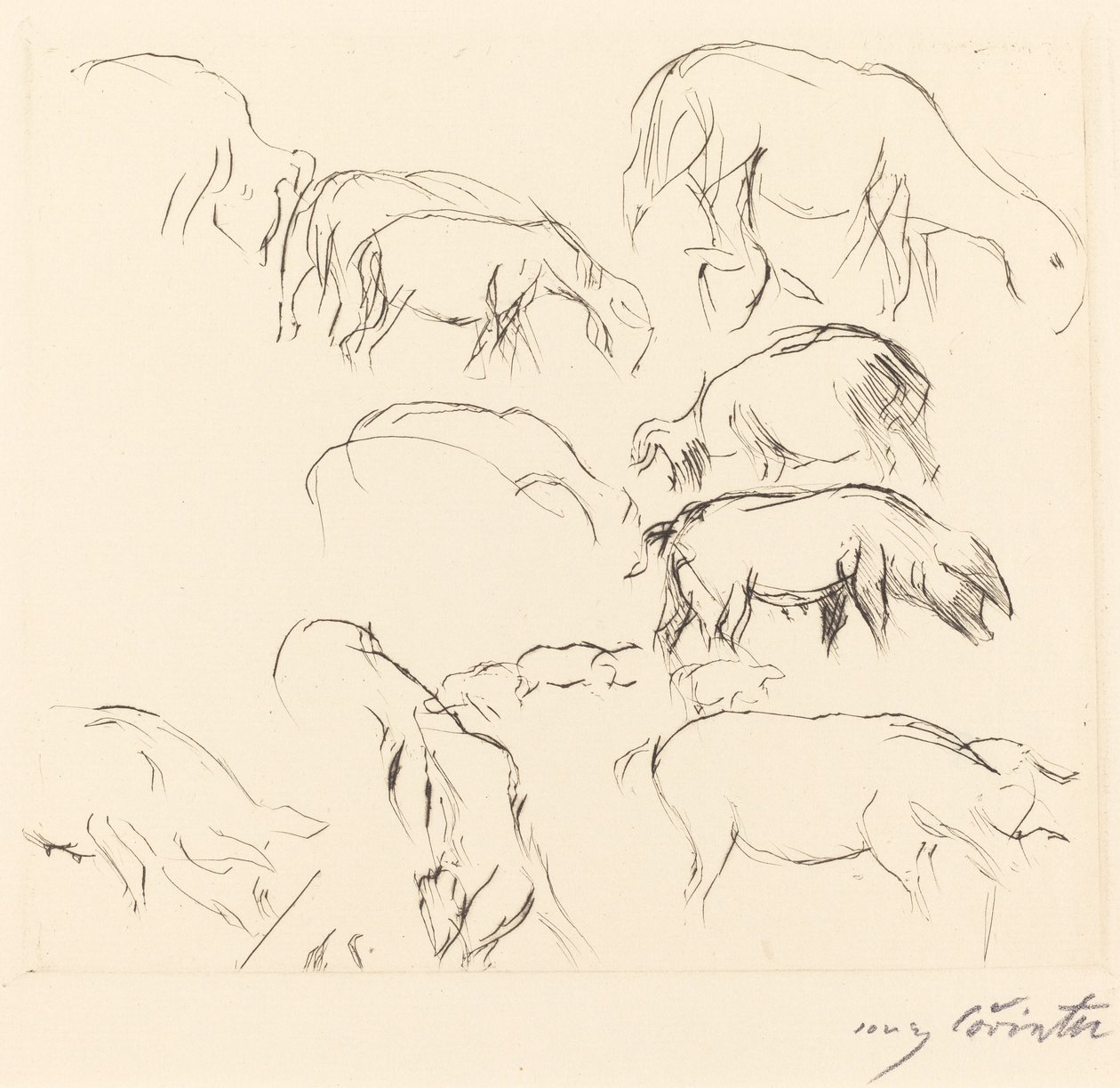 Erilaisia ​​eläintutkimuksia tekijältä Lovis Corinth