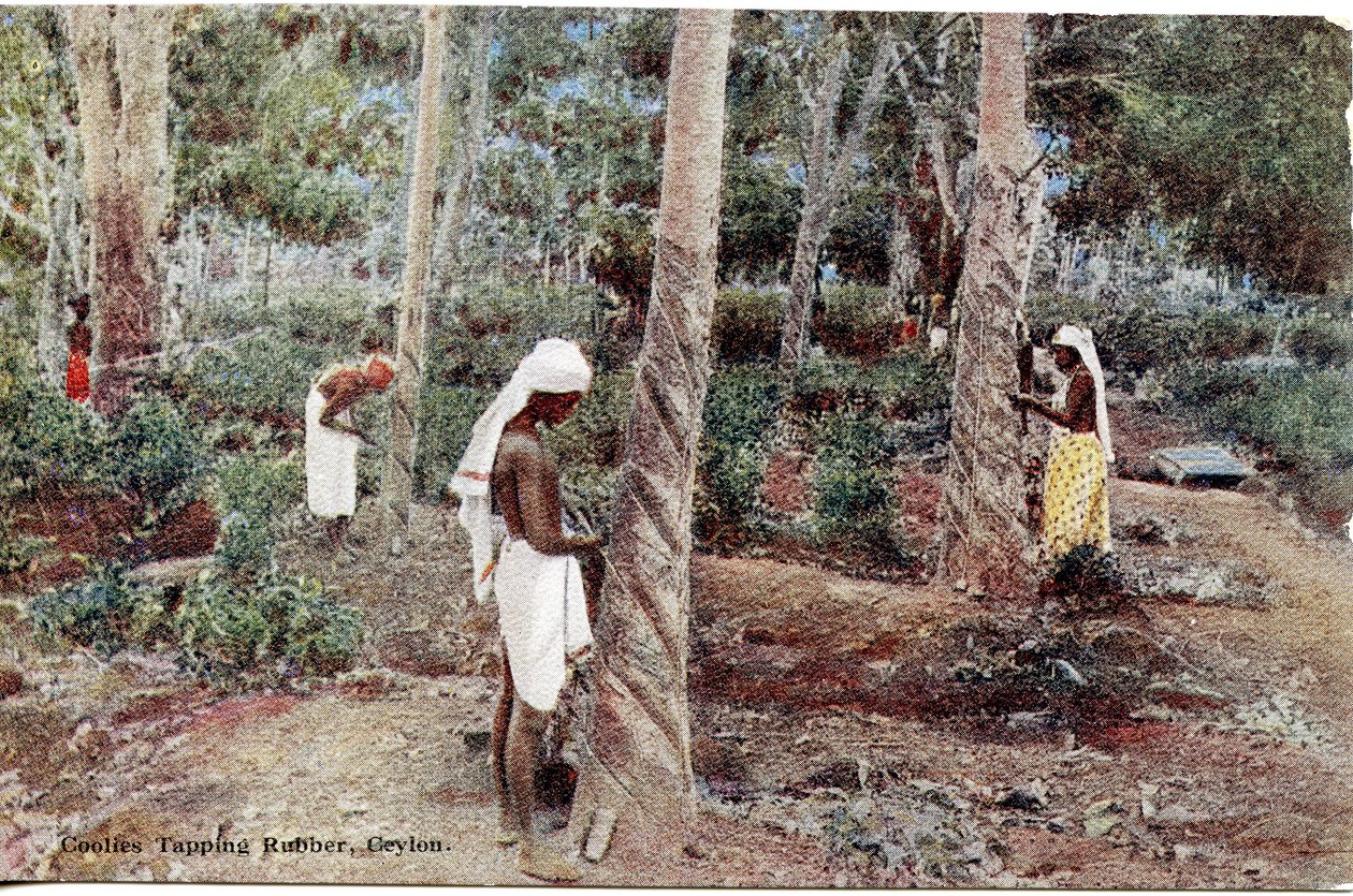Coolies Tapping Rubber, Ceylon, n.1900-20 (käsivärillinen valokuva). tekijältä Ltd. Ceylon Plâté